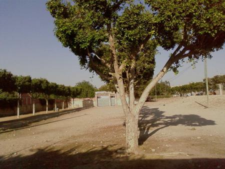 lyc�e brahim lkhbbaz